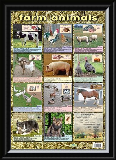 Framed Framed Farm Animals - Down On The Farm