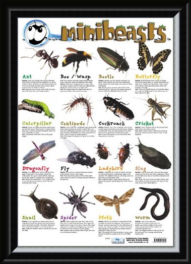 Framed Framed Mini Beast - Creepy Crawlies