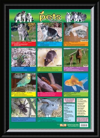 Framed Framed Pets - Not Just For Christmas!