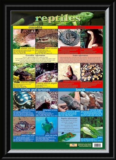 Framed Framed Reptiles - Snake, Rattle and Roll
