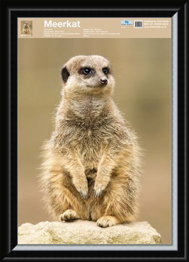 Framed Framed Animal World - The Meerkat