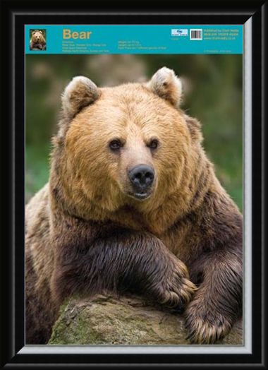 Framed Framed Nature's Big Teddy Bear - Bear