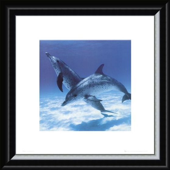 Framed Framed A Pair Of Bottle Nose Dolphins - Daniel McCulloch
