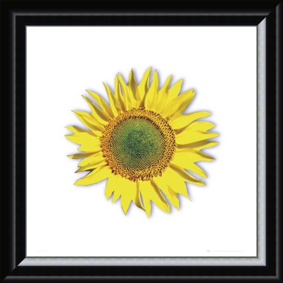 Framed Framed Sunflower - Solitary Bloom