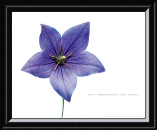 Framed Framed Life is the Flower - Love
