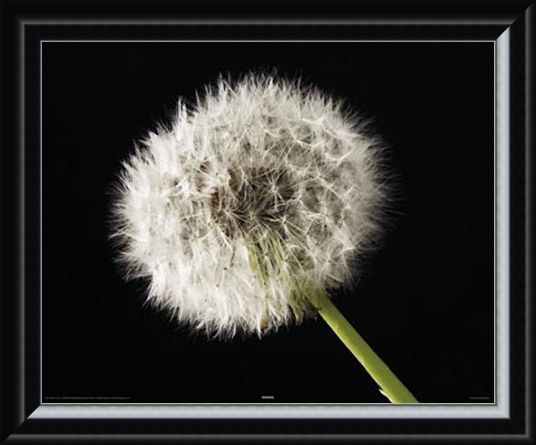 Framed Framed Dandelion - Macro Photography