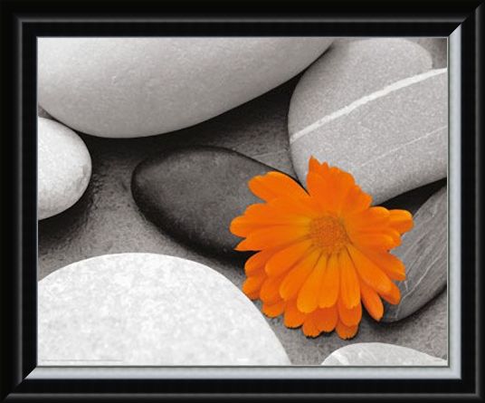 Framed Framed Marigold and Pebbles - Bright Flower amongst Stones
