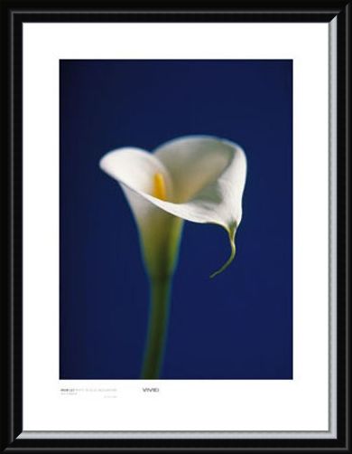 Framed Framed Arum Lily, White on Blue Background - Alex Sedgwick