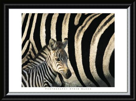 Framed Framed Zebra Stripes & Foal - Steve Bloom
