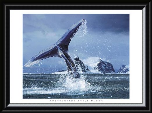Framed Framed Antarctica - Steve Bloom