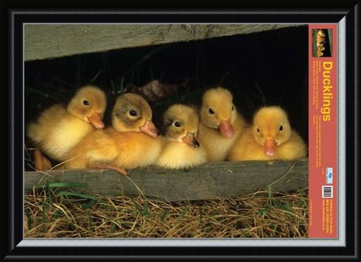 Framed Framed Fluffy Friends - All About Ducklings