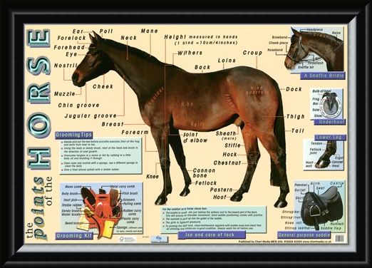 Framed Framed Points of the Horse - Equine Care