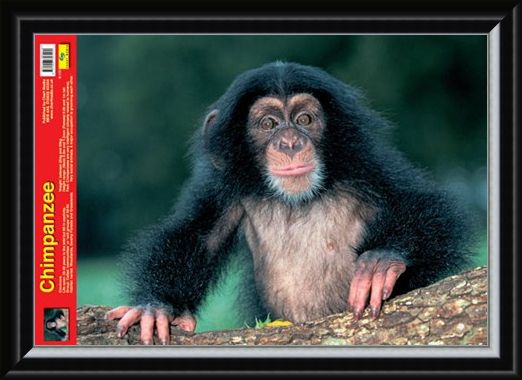 Framed Framed Animal World - Chimpanzee
