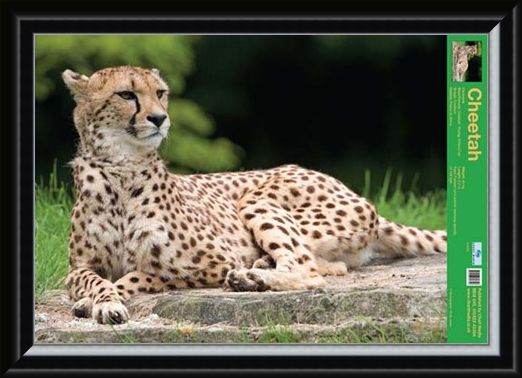 Framed Framed The Cheetah - Wild Facts