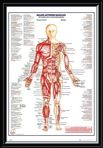 Framed Framed Major Anterior Muscles - Human Body
