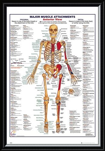 Framed Framed Major Muscle Attachments Anterior - Human Body
