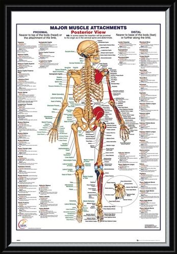 Framed Framed Major Muscle Attachments Posterior - Human Body