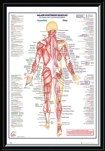 Framed Framed Major Posterior Muscles - Human Body