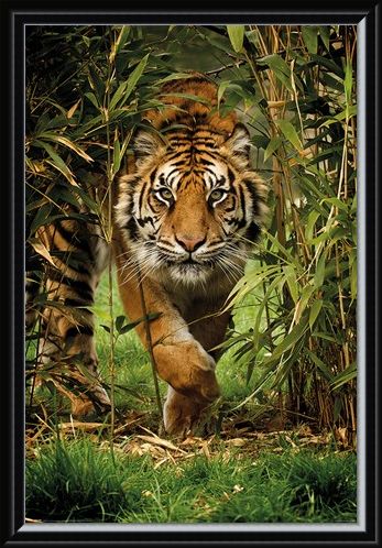 Framed Framed King Of The Jungle - Bamboo Tiger
