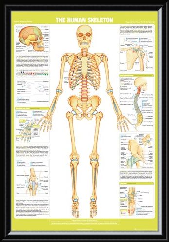 Framed Framed Skeleton - Chartex Anatomy