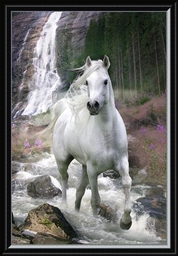 Framed Framed Horse in a Waterfall - Bob Langrish