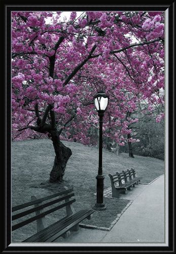 Framed Framed Blossom in Central Park - Cherry tree in blossom