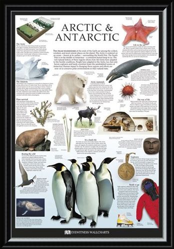 Framed Framed The Arctic & Antarctic - Dorling Kindersley