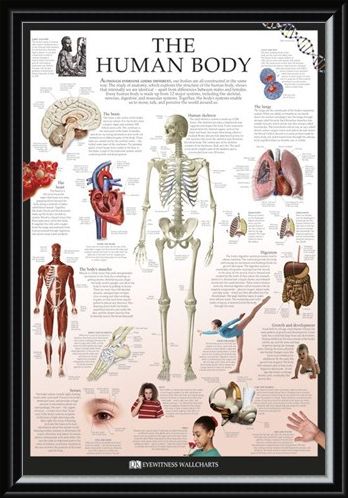 Framed Framed The Human Body - Dorling Kindersley