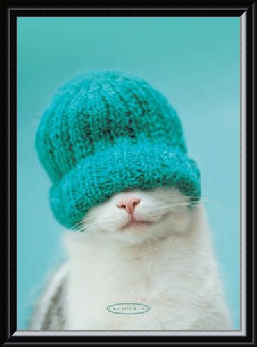 Framed Framed Guiness the Cat and Hat - Rachael Hale