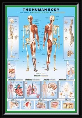 Framed Framed The Human Body and it's Organs - Human Biology