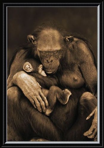 Framed Framed Motherhood - Chimpanzee with Child