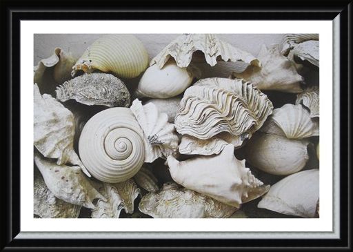 Framed Framed Still Life with Shells - Rene and Barbara Stoeltie