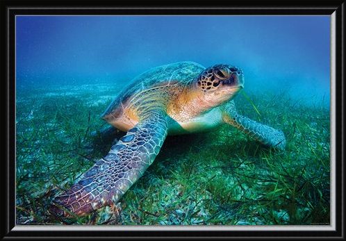 Framed Framed Loggerhead Sea Turtle - Animal