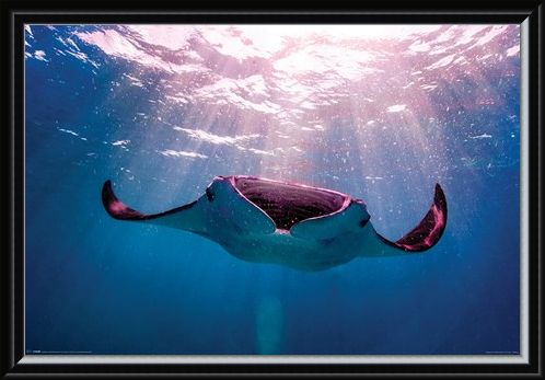 Framed Framed Manta Ray - Animal Photography