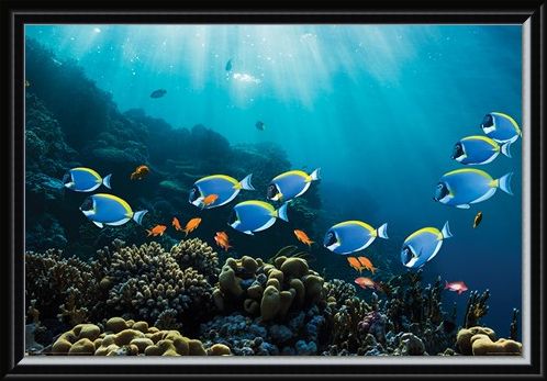 Framed Framed Tropical Waters - Surgeonfish & Goldies
