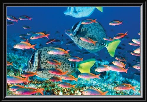Framed Framed Yellow-Tailed Surgeonfish - Sealife
