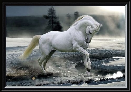Framed Framed Horse Snow - Bob Langrish