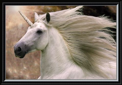Framed Framed Unicorn - Bob Langrish
