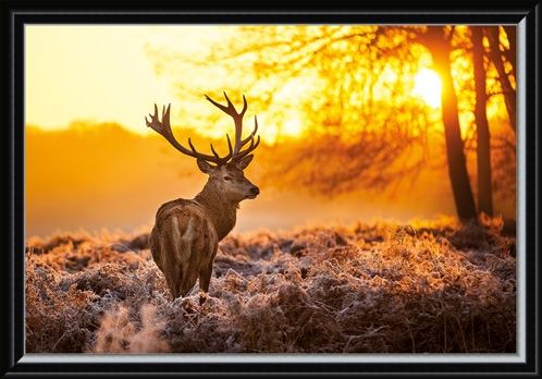 Framed Framed Golden Stag - Wildlife Wonders of The Sunrise