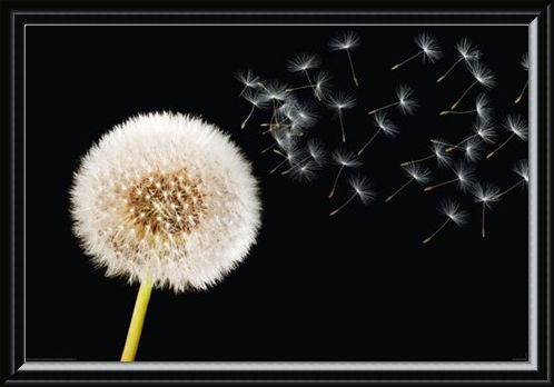 Framed Framed Dandelion Dream - Fly Away