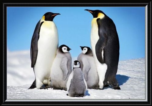 Framed Framed Penguin Harmony - Penguin Family