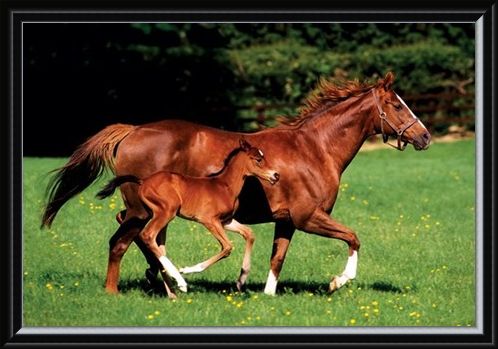 Framed Framed Chestnut Mare and Foal - The Beauty of Horses