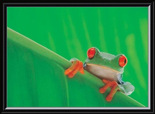 Framed Framed Red Eyed Frog - Nature