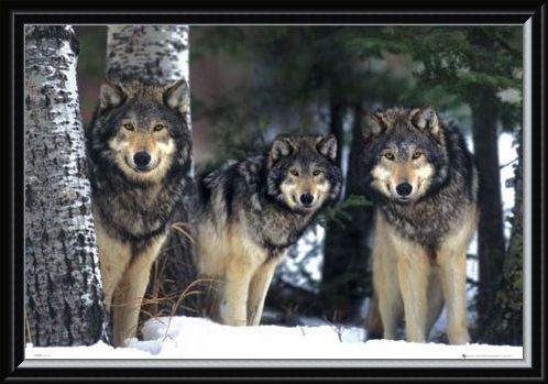 Framed Framed Three Wolves in the Snow - Canis Lupis – The Timberwolf