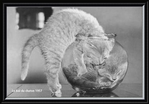 Framed Framed Bowl of Cats - Le Bol Du Chaton