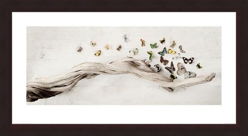Framed Framed Drift of Butterflies - Ian Winstanley