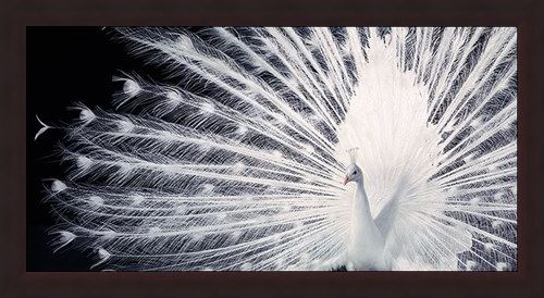 Framed Framed Courtship - Tim Flach