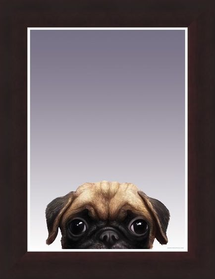 Framed Framed Pug - Inquisitive Creatures