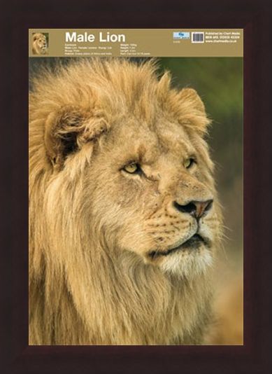 Framed Framed Animal World - Lion