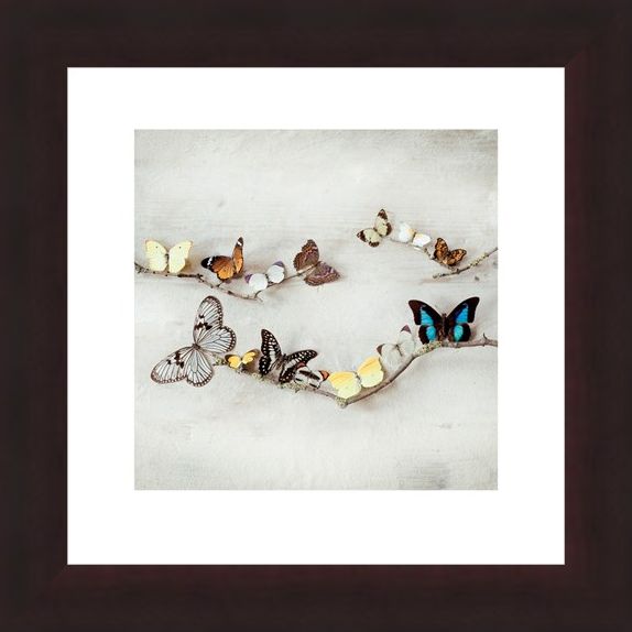 Framed Framed Array of Butterflies - Ian Winstanley